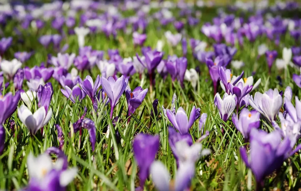 crocuses, beautiful flowers, spring, flower, bloom, meadow, nature, crocus, purple, white, violet, early bloomer, crocus meadow, flower background, sea of flowers, spring bloomers, full bloom, spring meadow, beginning of spring, spring crocus, plant, spring flower, flower wallpaper, harbinger of spring, blooming, multicoloured, lenz, sword lily family